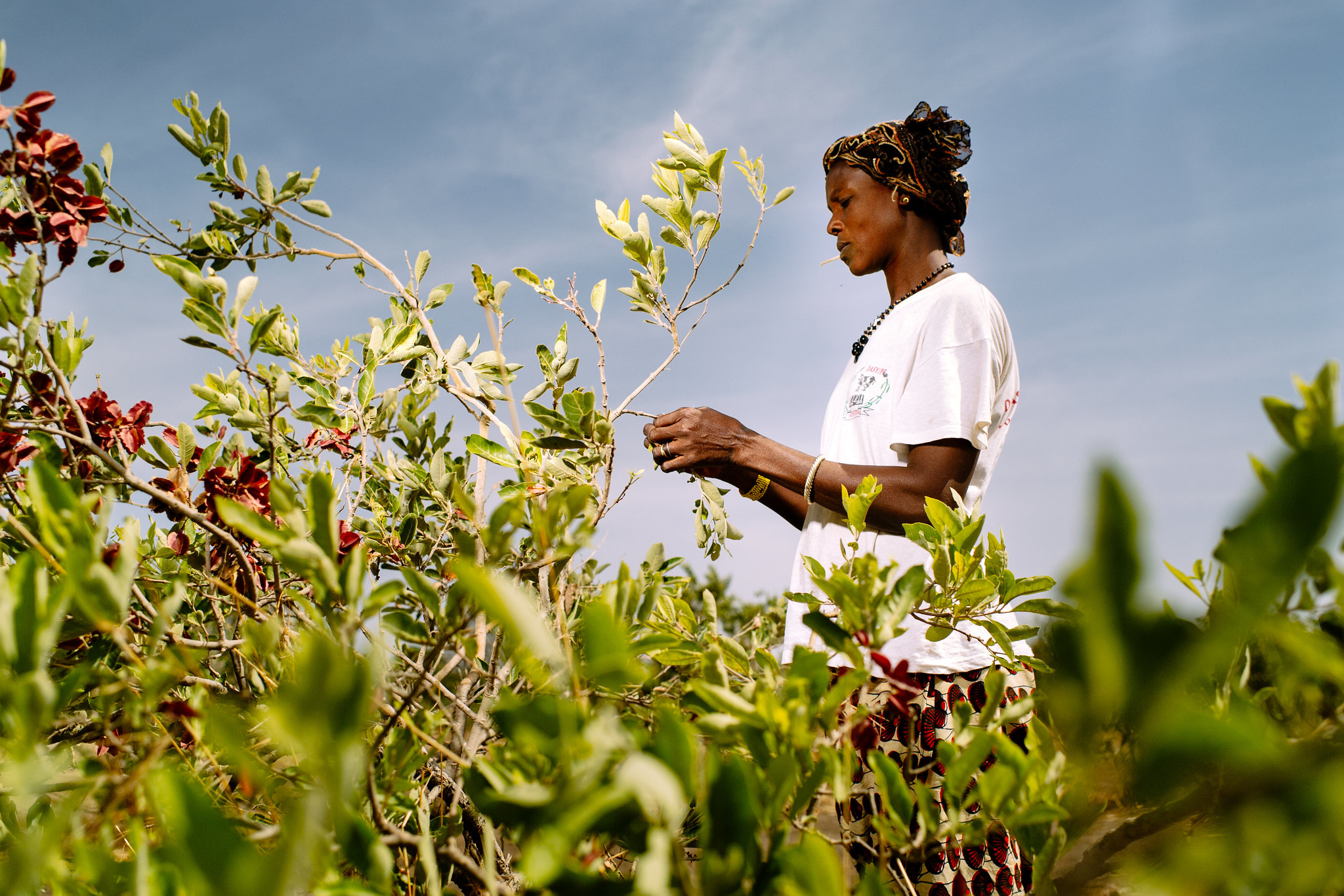 Agroforestry for implementers in the Great Green Wall region (Certificate pathway)